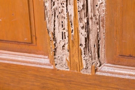 Termites on wood — Pest Control in Winnellie, NT Termites on wood — Pest Control in Winnellie, NT