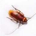 Cockroaches