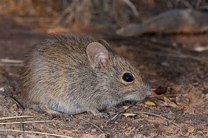 Mice