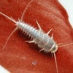 Silverfish