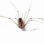 Spiders