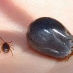 ticks